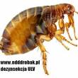 Dezynsekcja Dezynfekcja Deratyzacja Robak