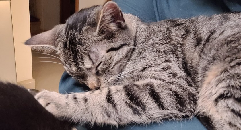 Na zdjęciu: kotka Rysia przygotowana do adopcji, tylko do kochającej rodziny! Fot. Stowarzyszenie Pan Kot