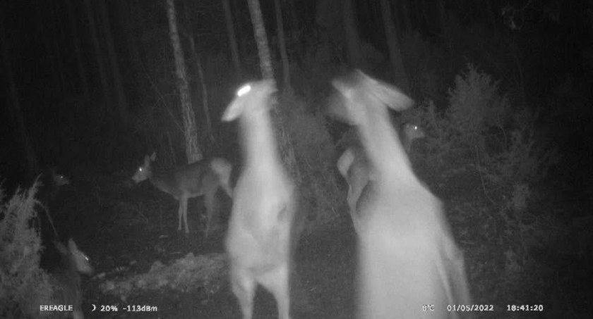 fot. Nadleśnictwo Pułtusk/kangury z pułtuskich lasów