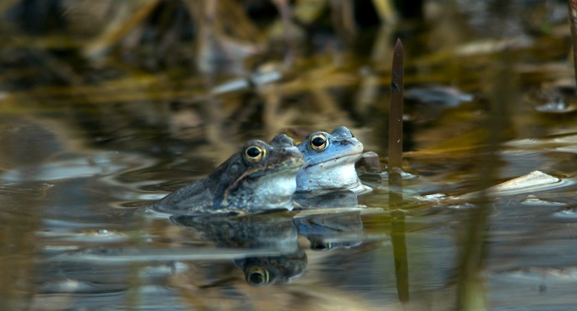 Śliczne niebieskie smerfożaby sfotografował nasz czytelnik