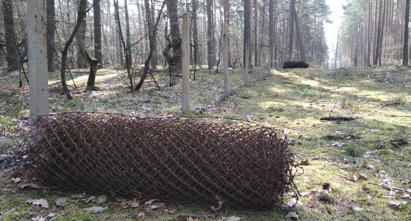 Fot. P.Z., Stowarzyszenie Harcerskie