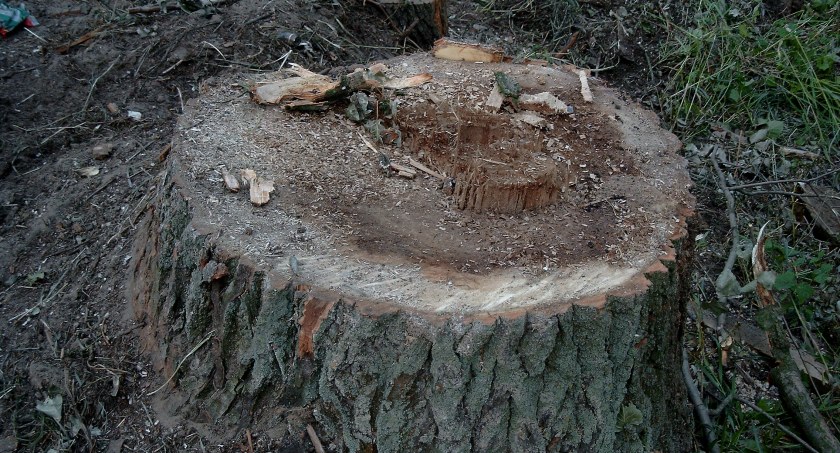 fot. archiwum pgp, Katarzyna Dąbrowska