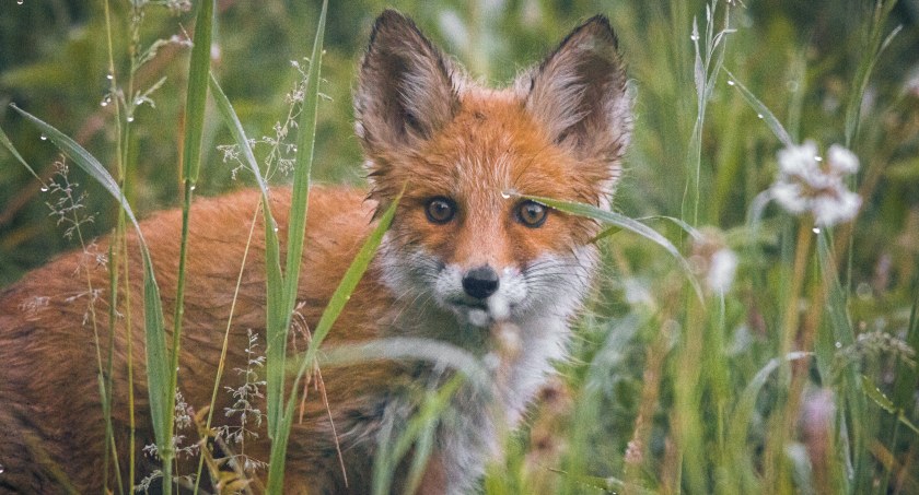 Zdj. poglądowe: Dmitry Demidov, pexels