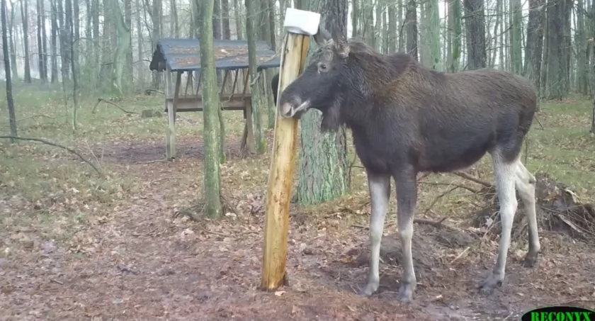 fot. Nadleśnictwo Pułtusk