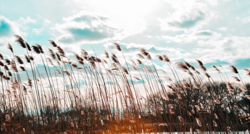 Fot. freepik.com