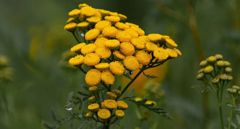 Zdj. poglądowe: pixabay.com