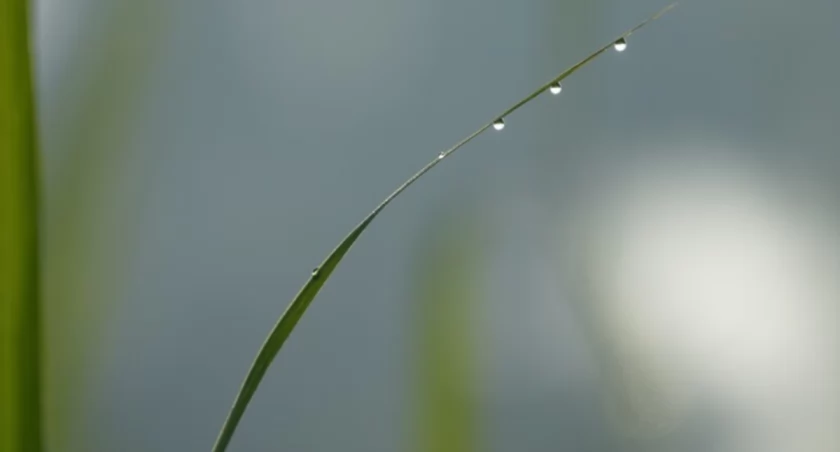 Fot. freepik.com
