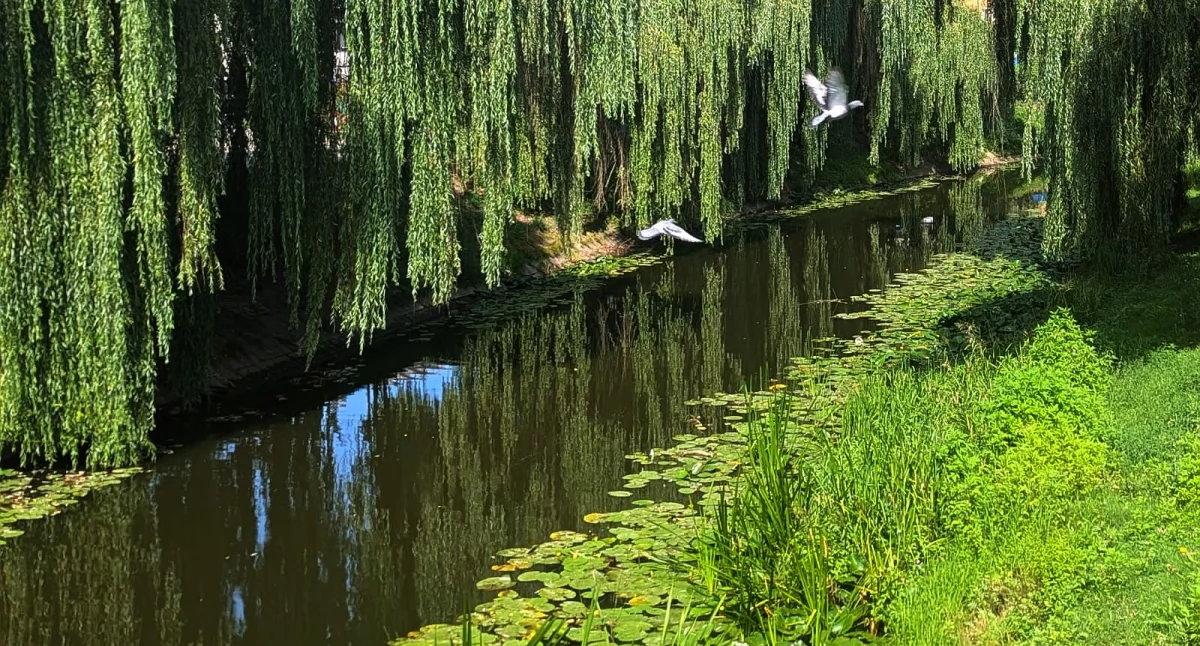 Kanałek w Pułtusku