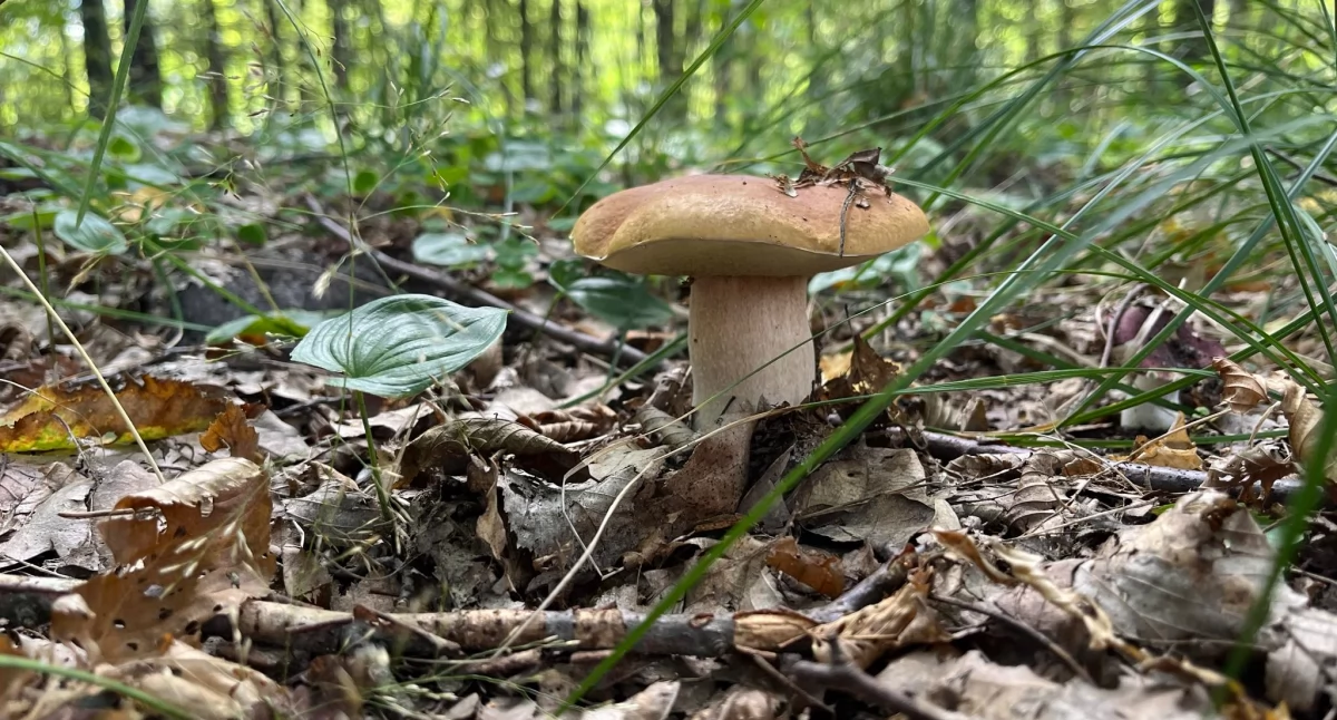 Społeczeństwo, Grzybobranie pultusk24 - zdjęcie, fotografia