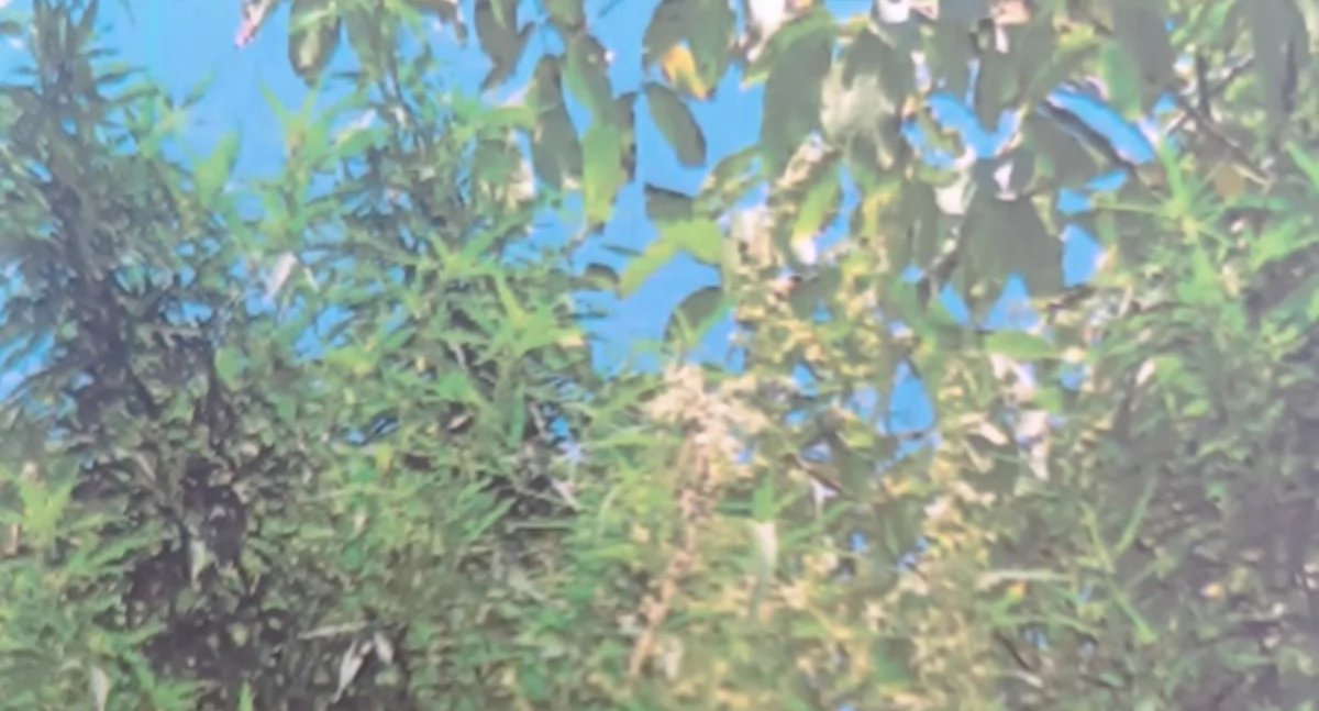 Policja, Plantacja marihuany gminie Pokrzywnica - zdjęcie, fotografia