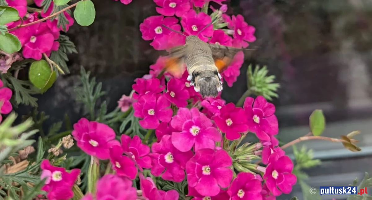 Przyroda, Nietypowy gość redakcyjnym parapecie - zdjęcie, fotografia