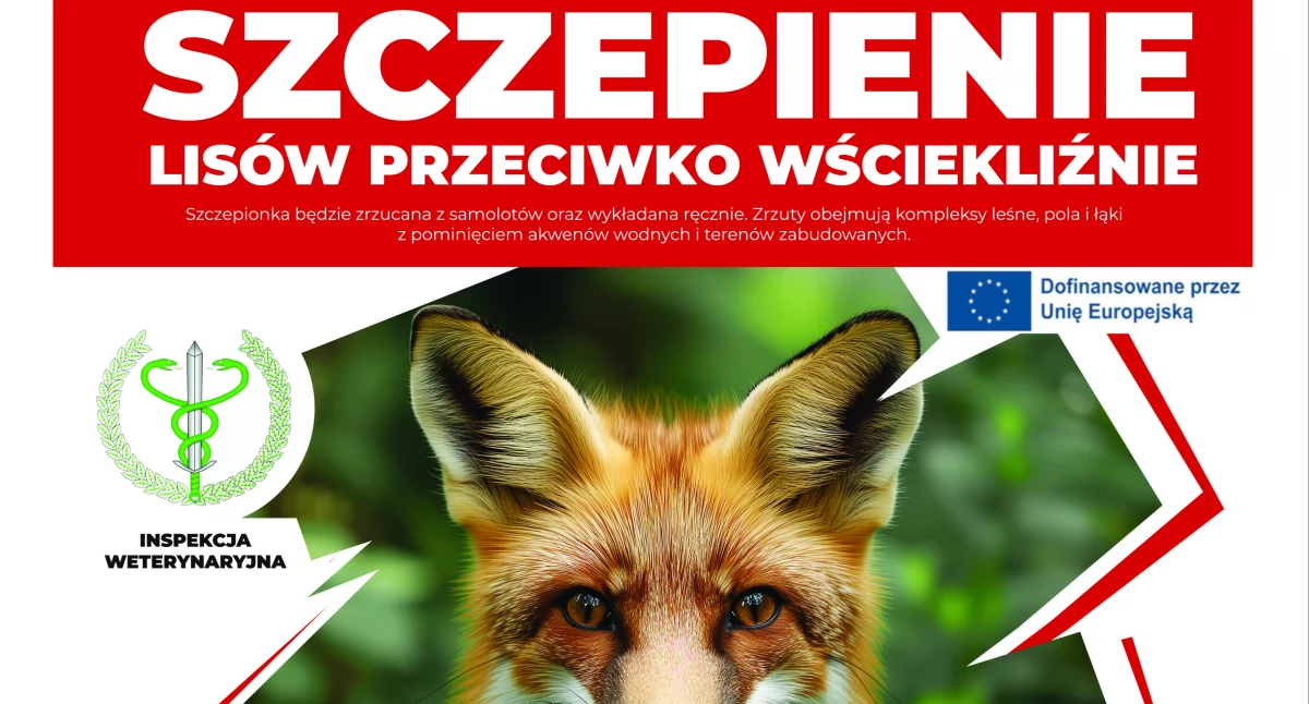 Przyroda, wrześniu akcja szczepienia lisów - zdjęcie, fotografia