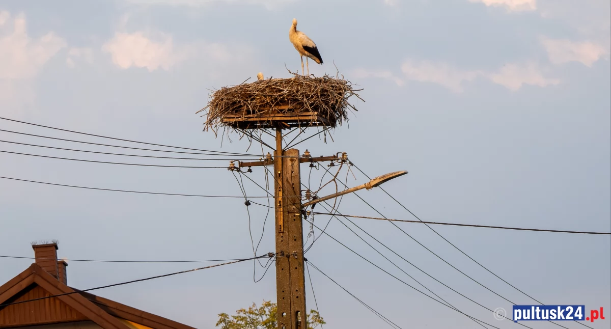 Przyroda, bociany młode odlecieć - zdjęcie, fotografia