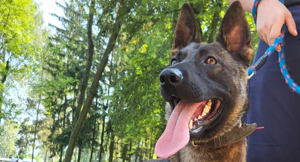 Policja, funkcjonariusz pułtuskiej policji bardzo czujny - zdjęcie, fotografia