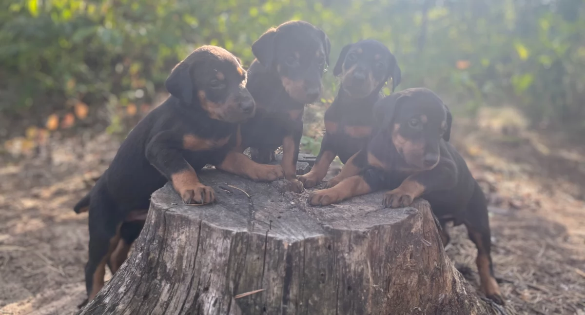 Zwierzaki, Ogłoszenie Piękne Dobermany szukają kochających domów! - zdjęcie, fotografia