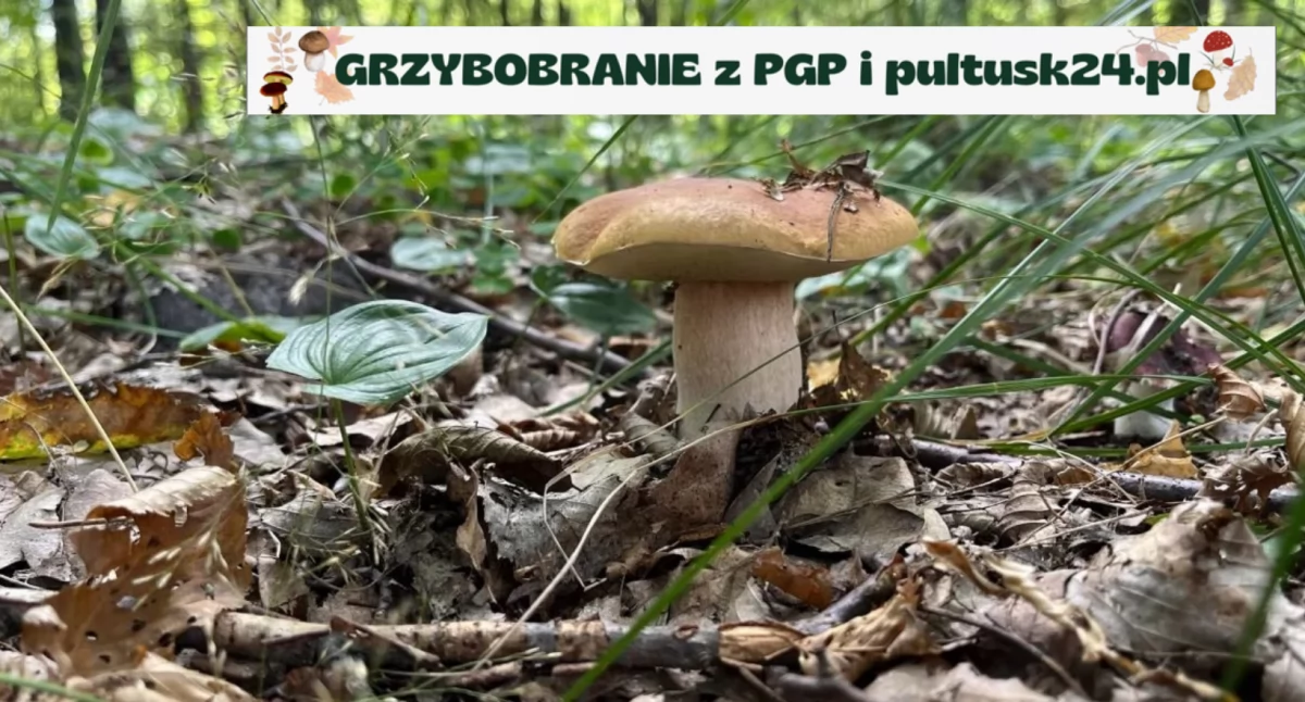 Konkursy , Grzybobranie pultusk24 Wasze pierwsze zbiory! - zdjęcie, fotografia