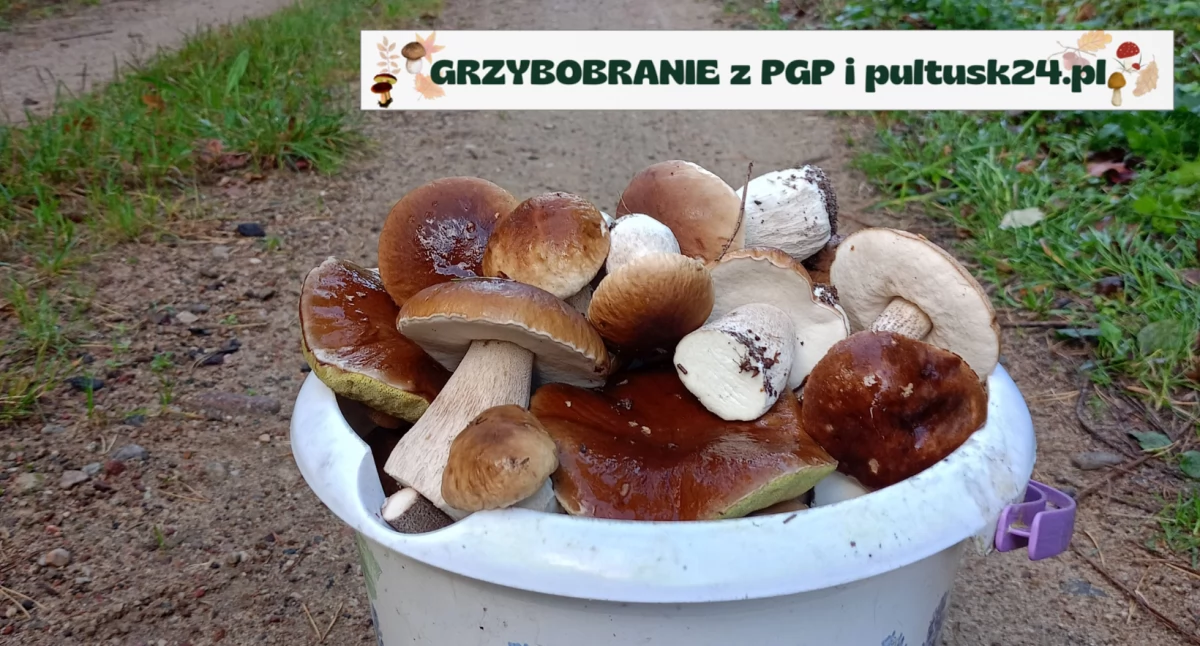 Konkursy , Grzybobranie pultusk24 Piękne zbiory Katarzyny - zdjęcie, fotografia