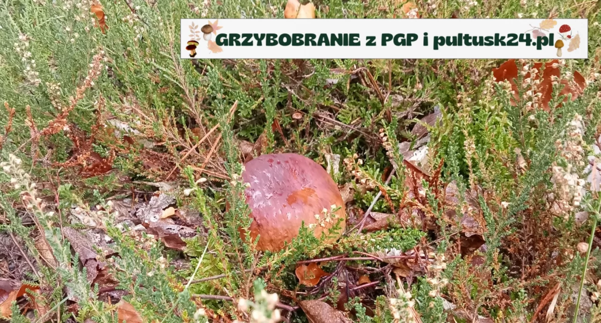 Konkursy , Grzybobranie pultusk24 Kolejne zdjęcia konkursowe razem Anety - zdjęcie, fotografia