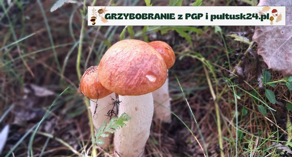 Konkursy , Grzybobranie pultusk24 zbiory Tomasza - zdjęcie, fotografia