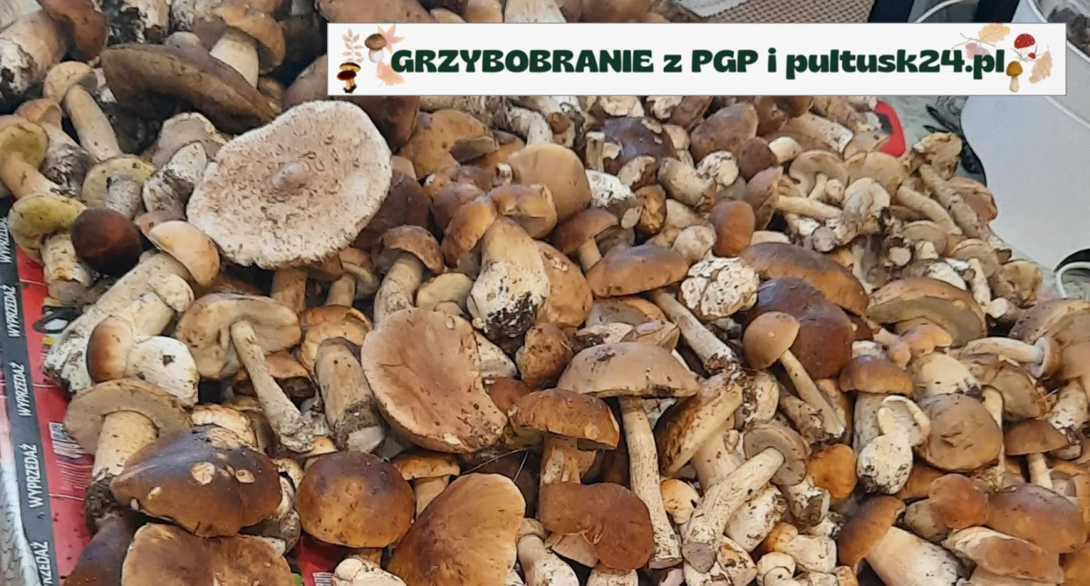 Konkursy , Grzybobranie pultusk24 kilo! - zdjęcie, fotografia