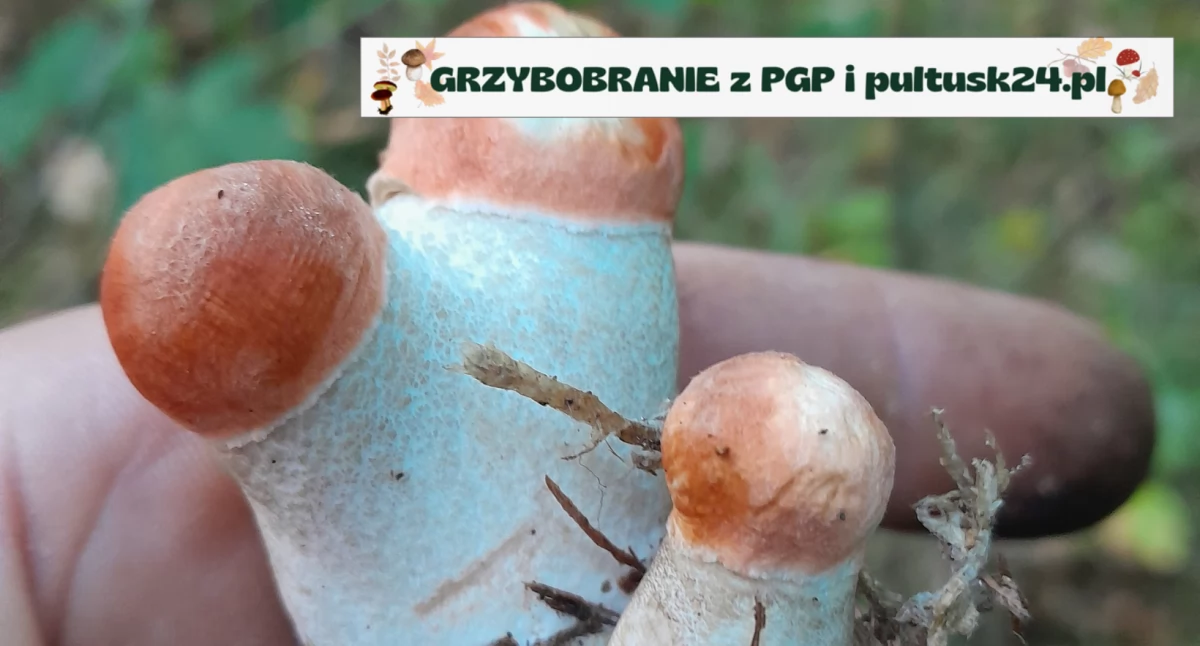 Konkursy , Grzybobranie pultusk24 kolejne leśne skarby Michała - zdjęcie, fotografia