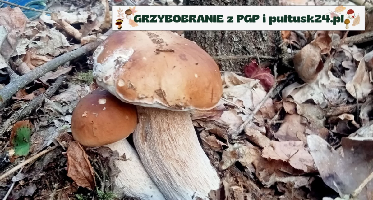 Konkursy , Grzybobranie pultusk24 kolejne konkursowe zdjęcia - zdjęcie, fotografia