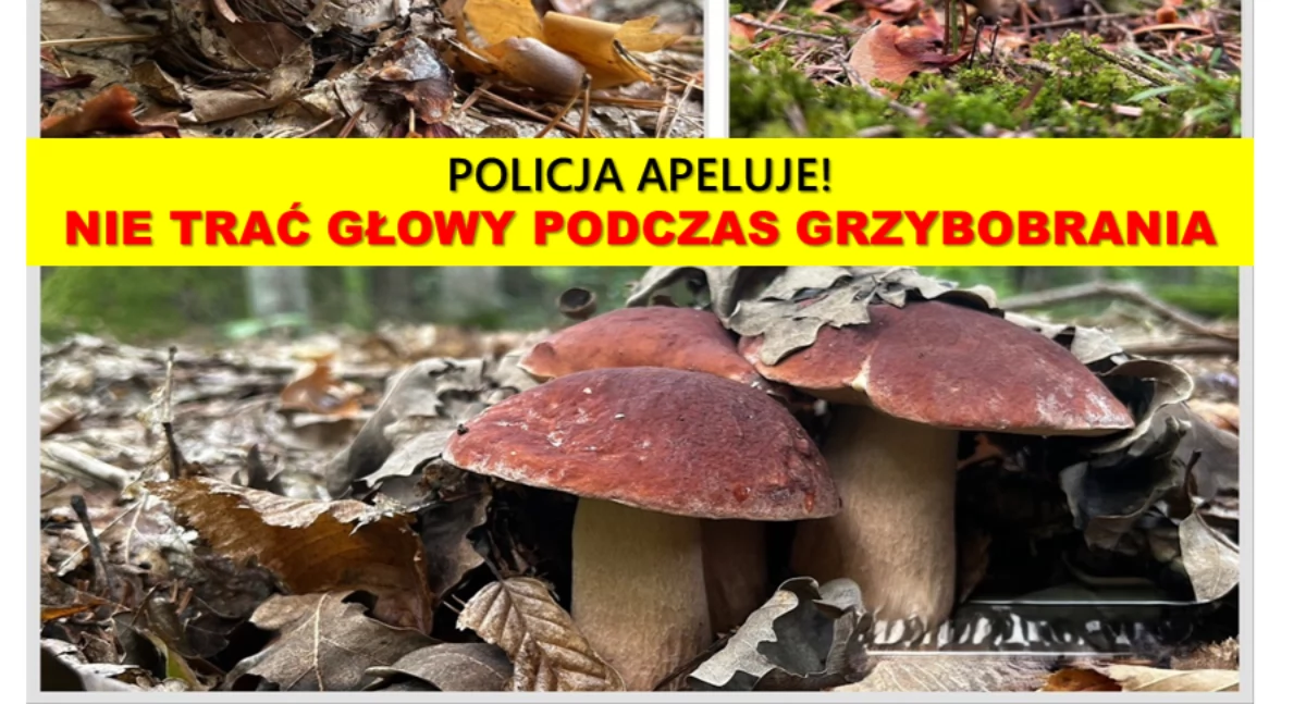 Policja, stracić głowy lesie - zdjęcie, fotografia