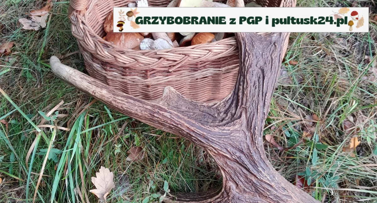 Konkursy , Grzybobranie pultusk24 weekendowe zbiory Michała - zdjęcie, fotografia