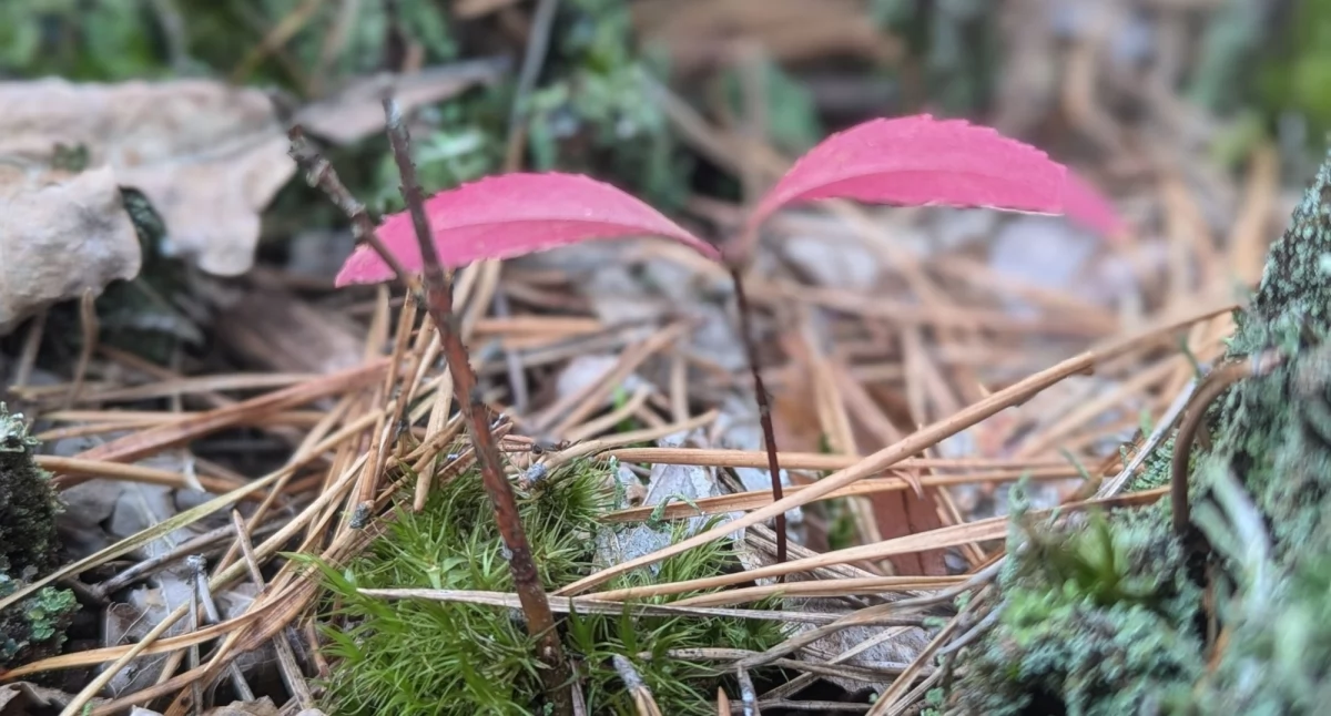 Pogoda, Prognoza (pogody) wyborczy weekend - zdjęcie, fotografia