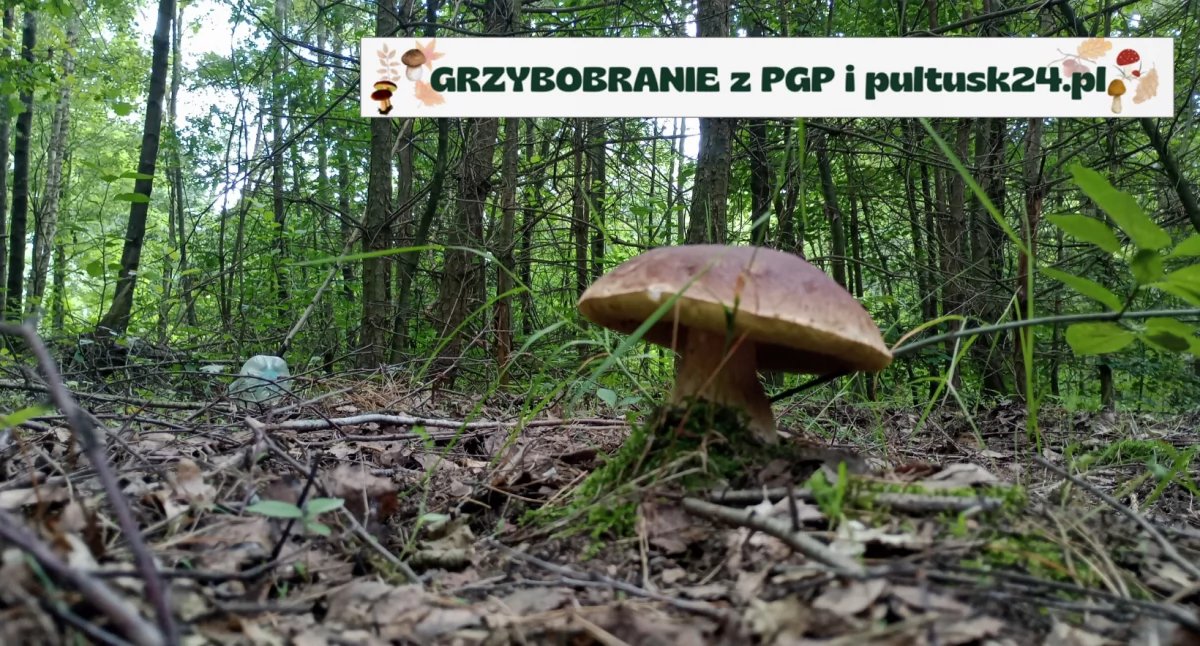 Konkursy , Grzybobranie pultusk24 konkursowe zdjęcia - zdjęcie, fotografia