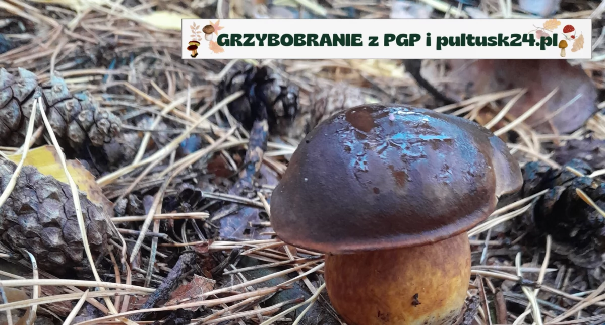 Konkursy , Grzybobranie pultusk24 kolejne zbiory Michała - zdjęcie, fotografia