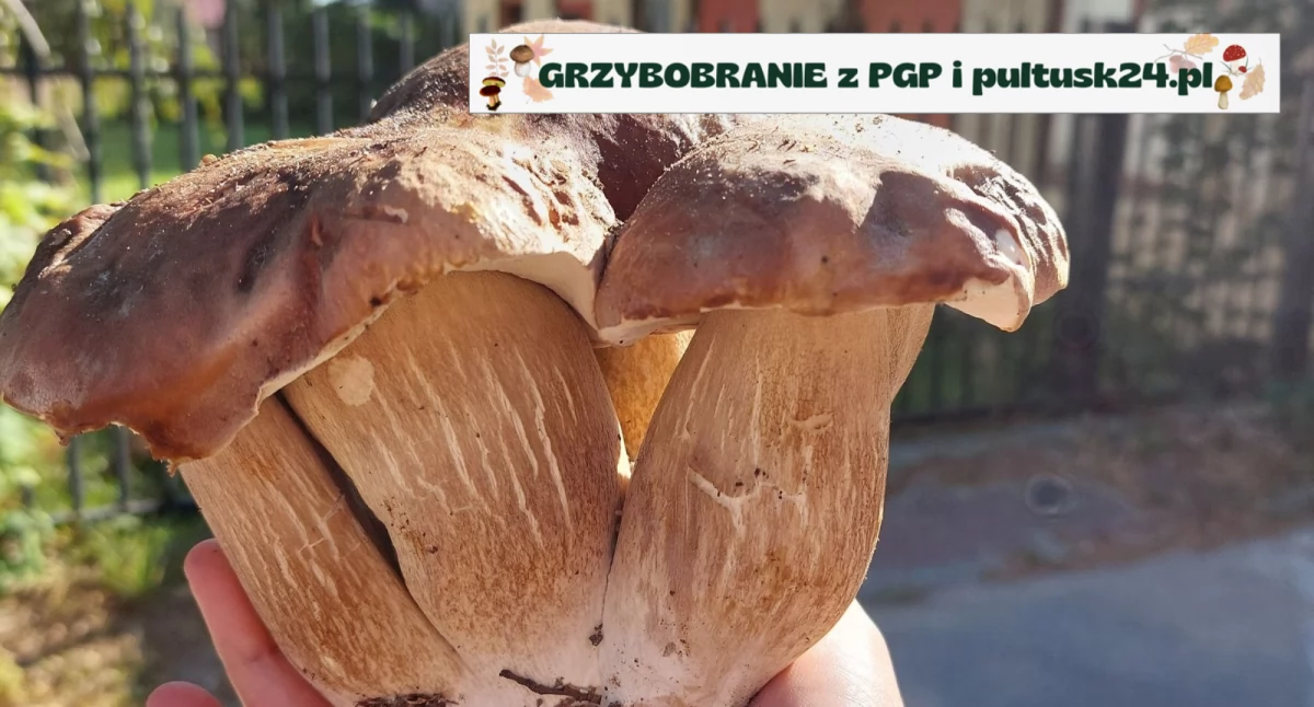 Konkursy , Grzybobranie pultusk24 konkursowe zdjęcia - zdjęcie, fotografia