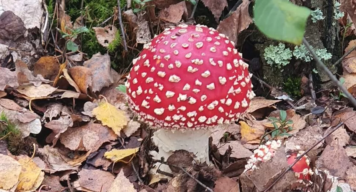 Zdrowie, Igranie śmiercią muchomory czerwone - zdjęcie, fotografia