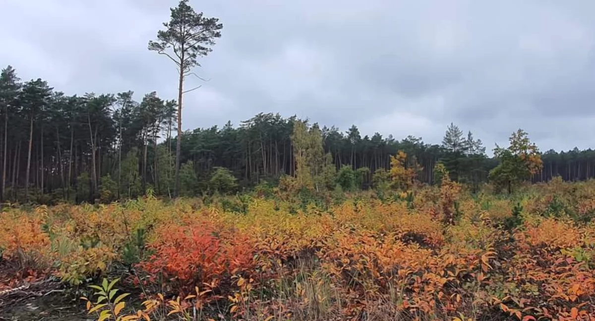 Pogoda, Mżawki zamglenia rozpogodzenia prognoza pogody weekend - zdjęcie, fotografia