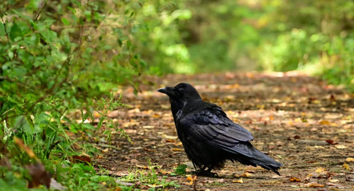 PawelKacperek / Shutterstock