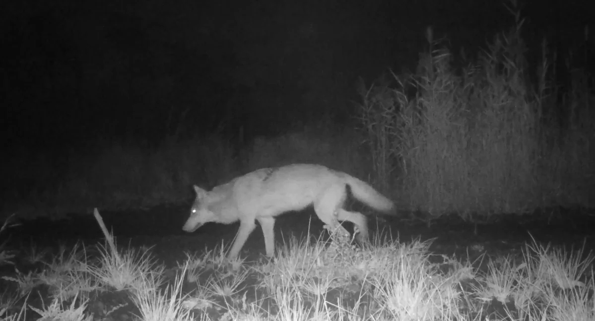 Przyroda, Nasze wilki ukrytej kamerze uchwycone listopadzie! - zdjęcie, fotografia