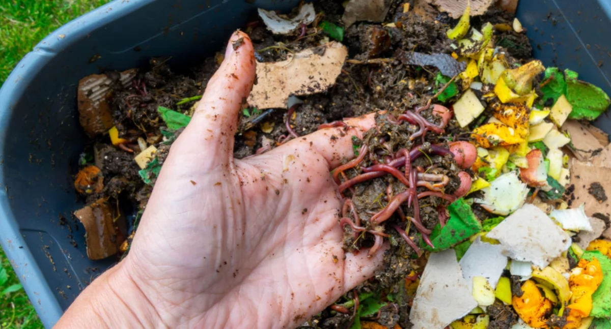 Społeczeństwo, Kompostownik może zimą sprawić kłopoty Zadbaj niego wcześniej - zdjęcie, fotografia