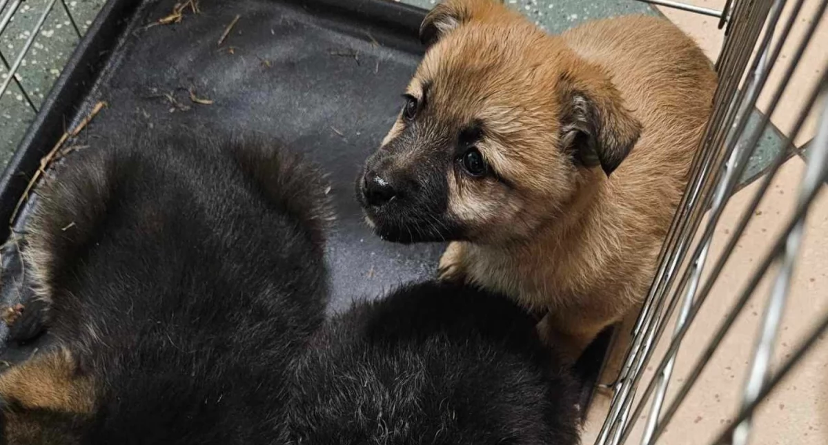 Zwierzaki, szczeniaczki znalezione norze jeden leżał martwy Pilnie potrzebna pomoc! - zdjęcie, fotografia