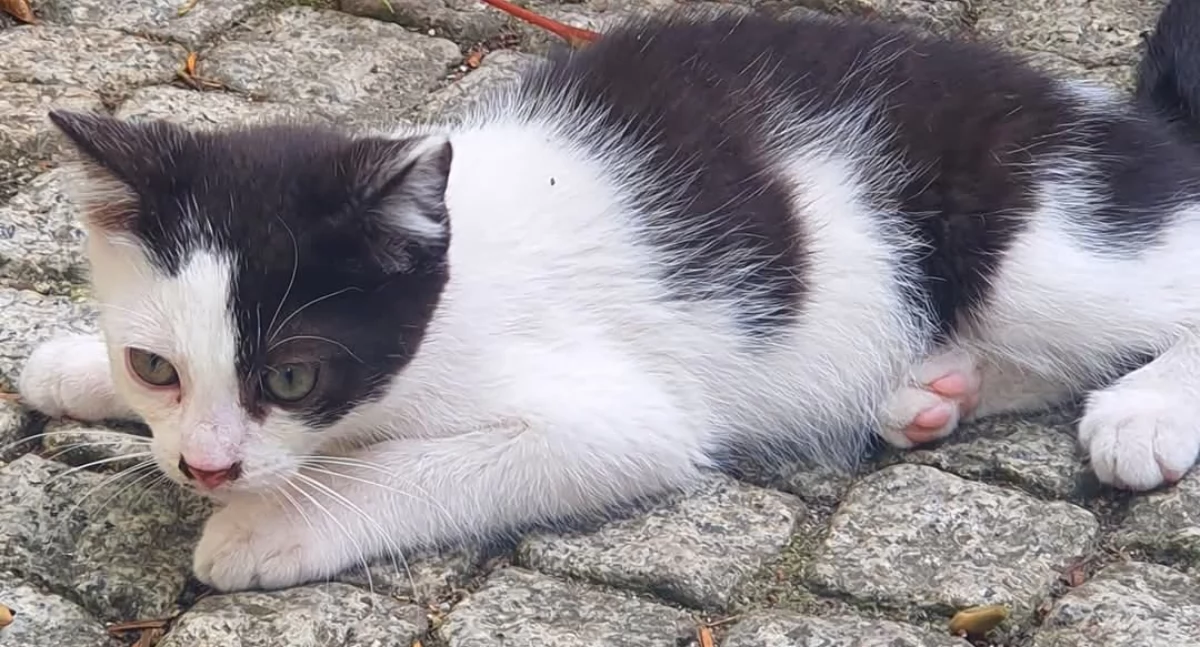 Zwierzaki, Ruszył Program „Mazowsze zwierząt” Nabór potrwa grudnia - zdjęcie, fotografia