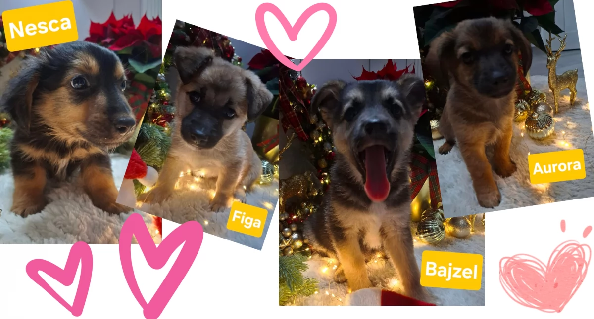 Zwierzaki, Małe pieski szukają domów - zdjęcie, fotografia