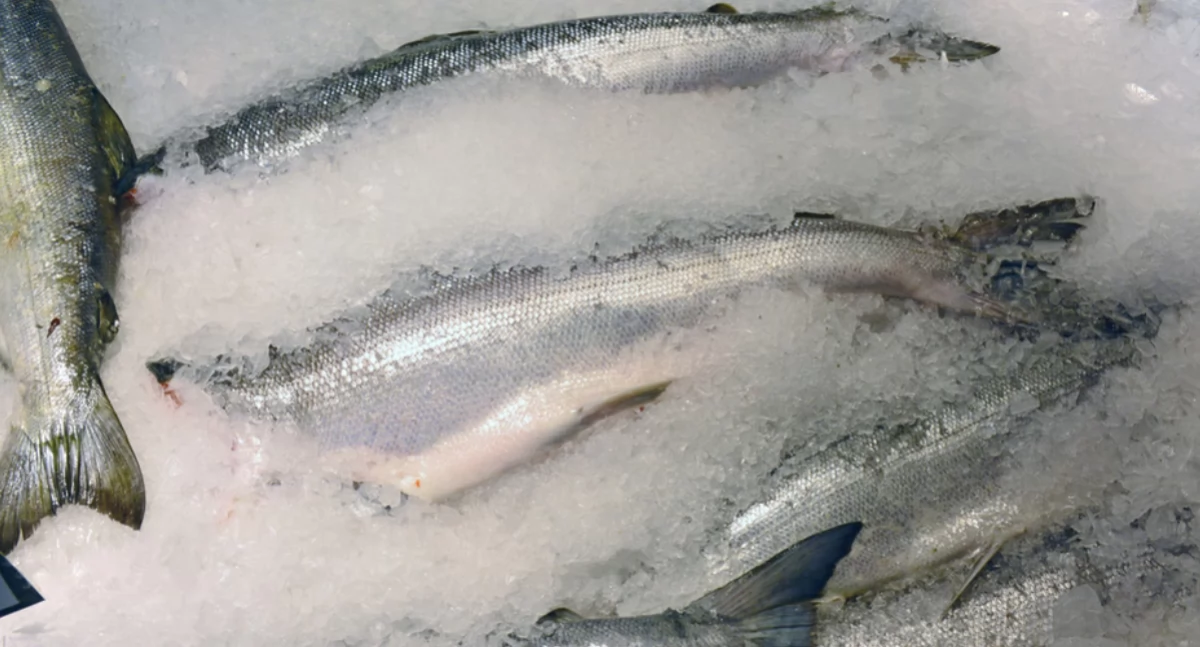 Społeczeństwo, Wybierasz rybę święta trzeba zwrócić uwagę - zdjęcie, fotografia