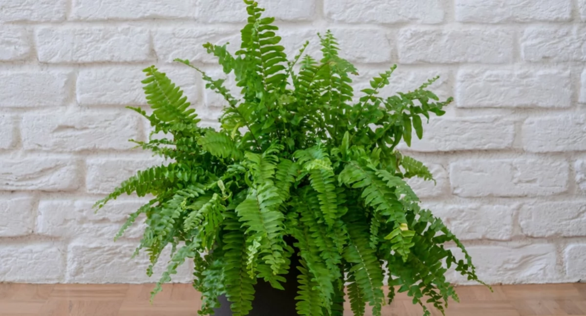 Społeczeństwo, Miłośnicy roślin pokochają rozwiązanie Suche liście znikną - zdjęcie, fotografia