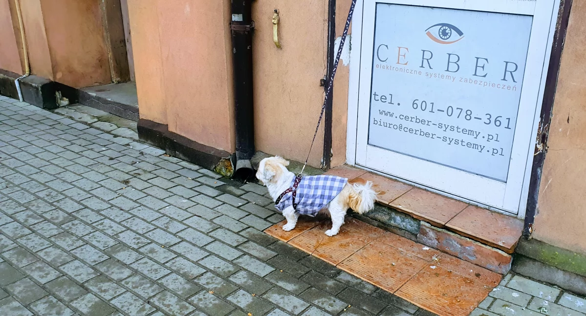 Zwierzaki, Zostawianie przed sklepem dobry pomysł - zdjęcie, fotografia