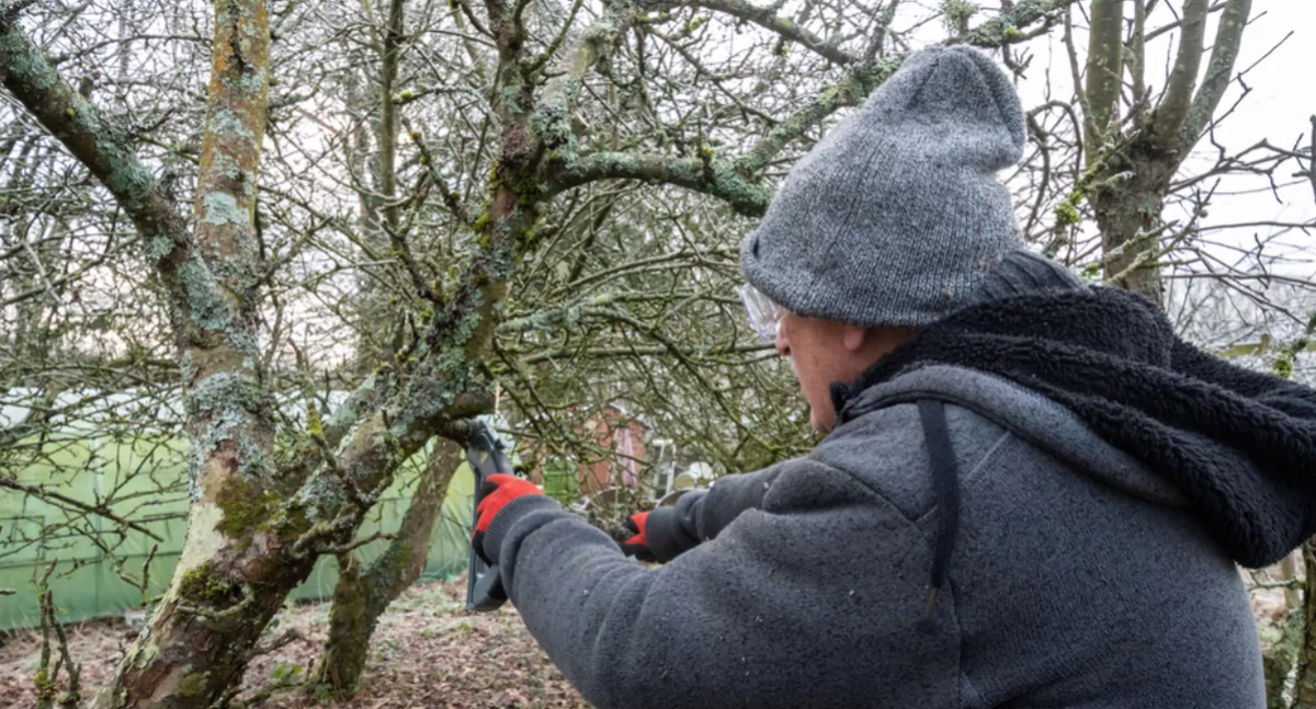 Przyroda, Tektura falista może pomóc ogrodzie Owiń wokół drzewa - zdjęcie, fotografia