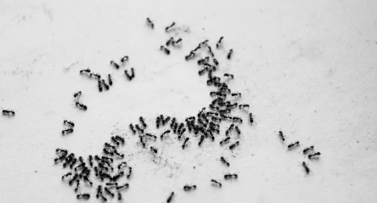 Przyroda, skutecznie ekologicznie zwalczyć inwazję mrówek ogrodzie - zdjęcie, fotografia