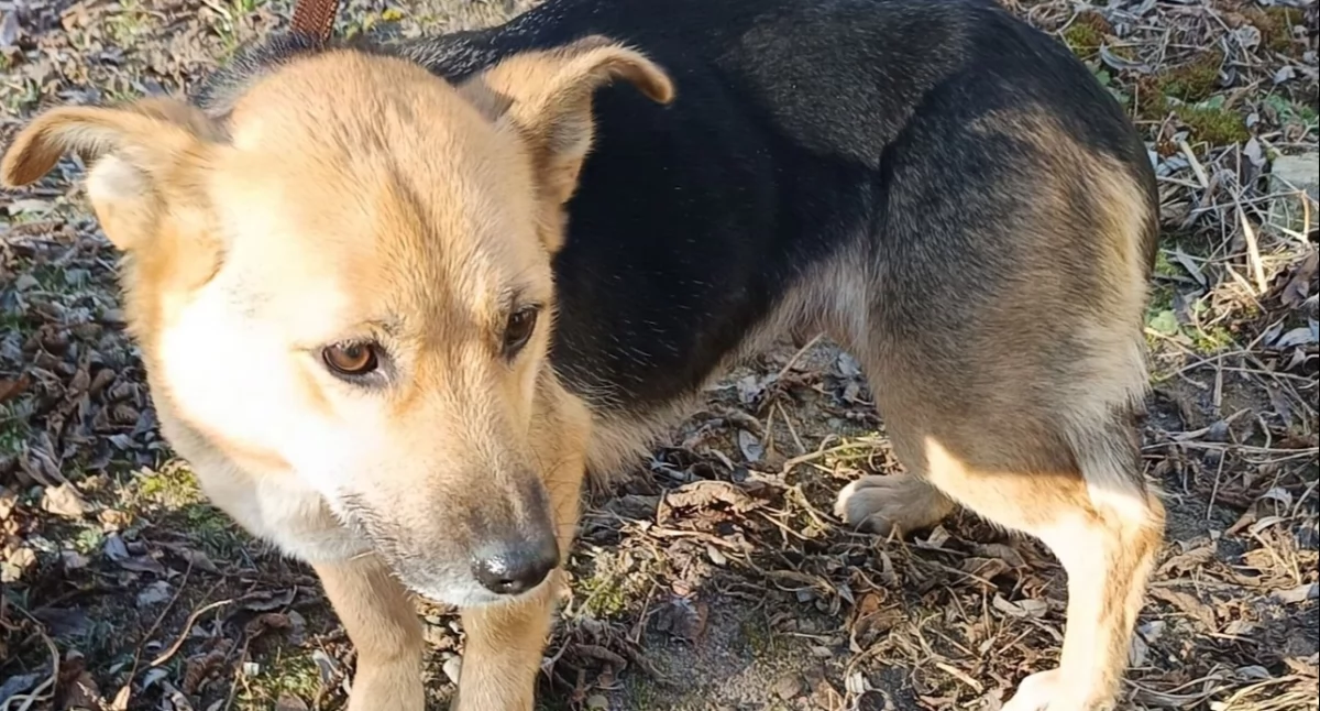 Zwierzaki, Znaleziono Pawłówku teraz szuka - zdjęcie, fotografia