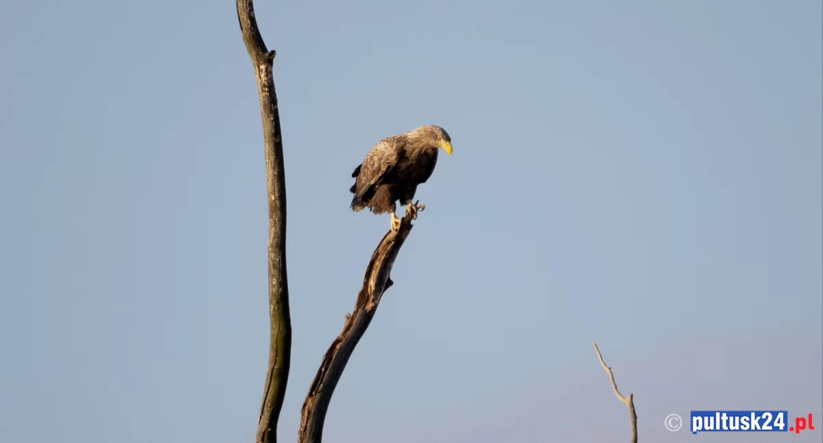 Przyroda, Pułtuskie bieliki - zdjęcie, fotografia