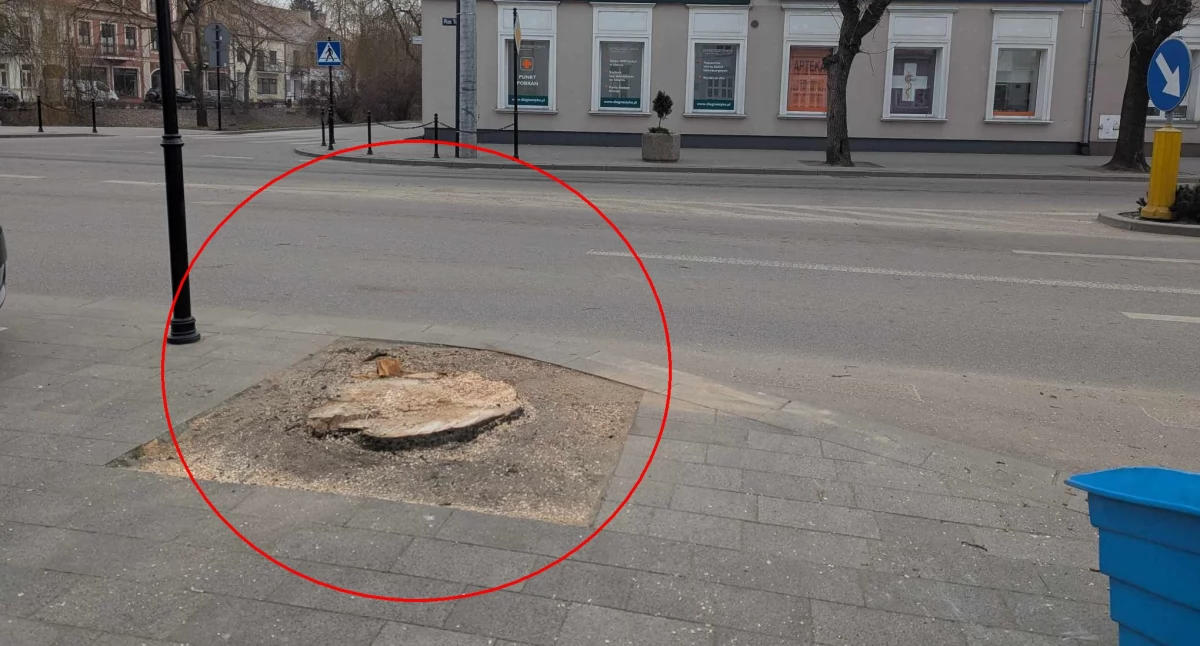 Miasto, Kolejne duże drzewa znikły centrum miasta - zdjęcie, fotografia