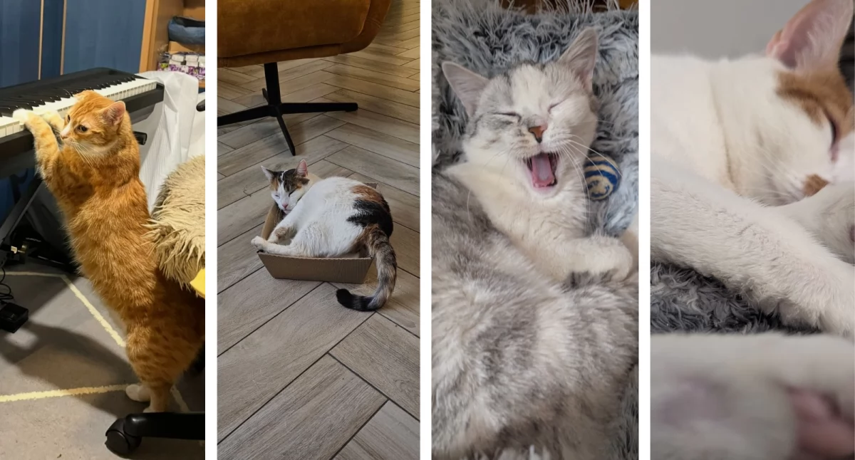 Zwierzaki, Dziś Dzień Przysyłajcie zdjęcia Waszych mruczących przyjaciół - zdjęcie, fotografia