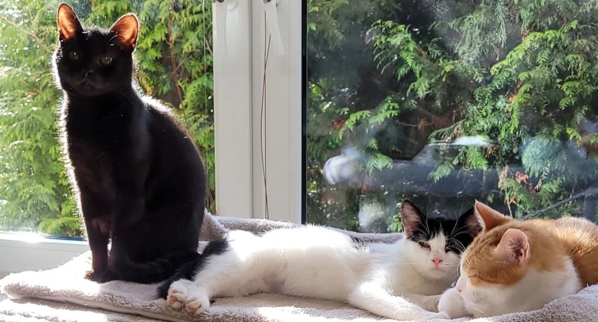 Fot. Stowarzyszenie Pan Kot / Facebook